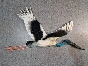 Jabiru in full flight, stunning resin wall art
