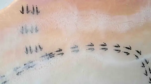 Australian wildlife, Tracks in Time series - Image 4